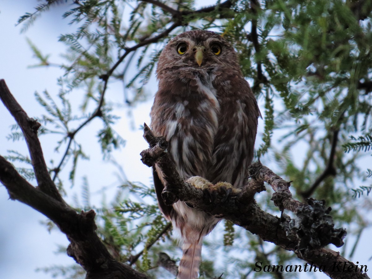 Ferruginous Pygmy-Owl (Ferruginous) - Samantha Klein