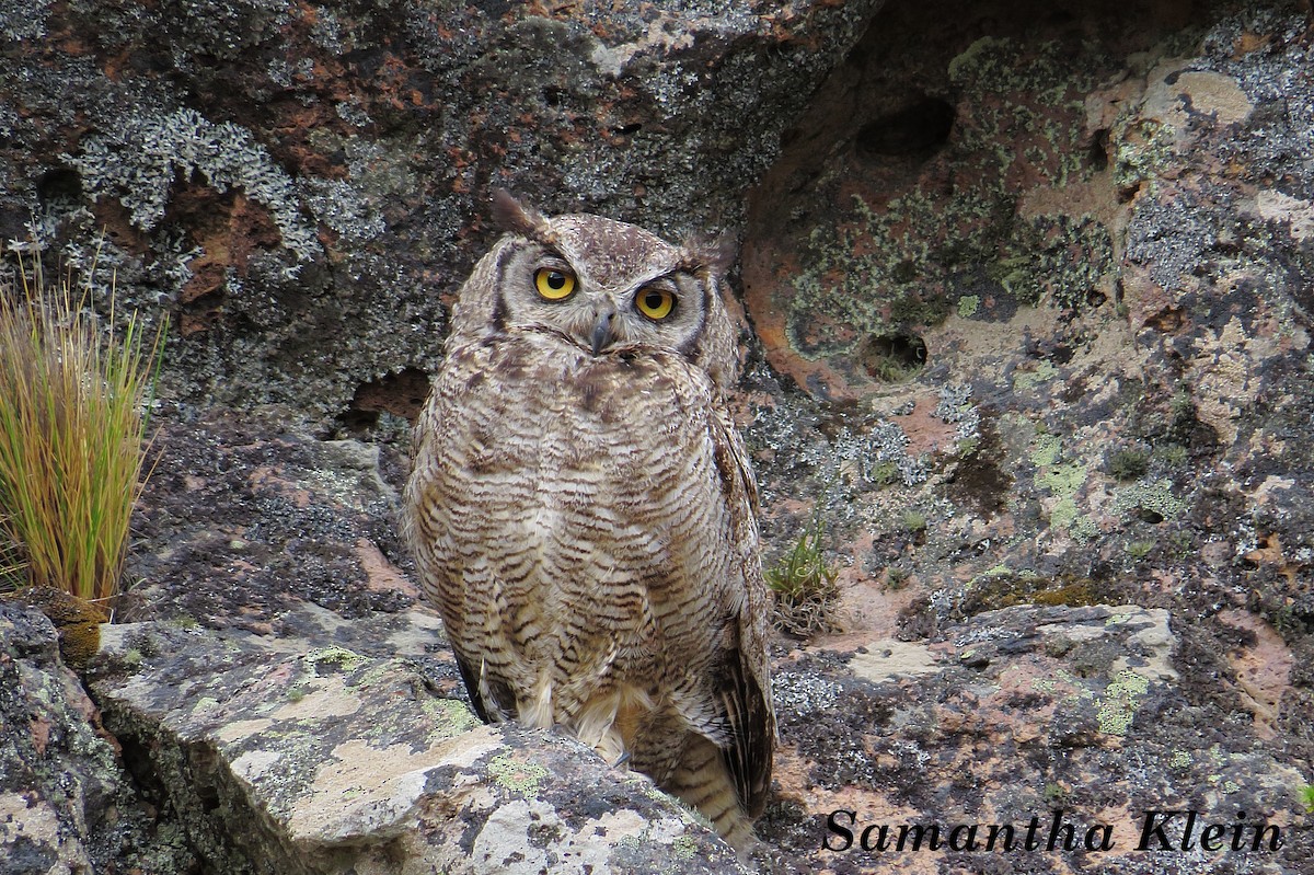 Lesser Horned Owl - ML206060631