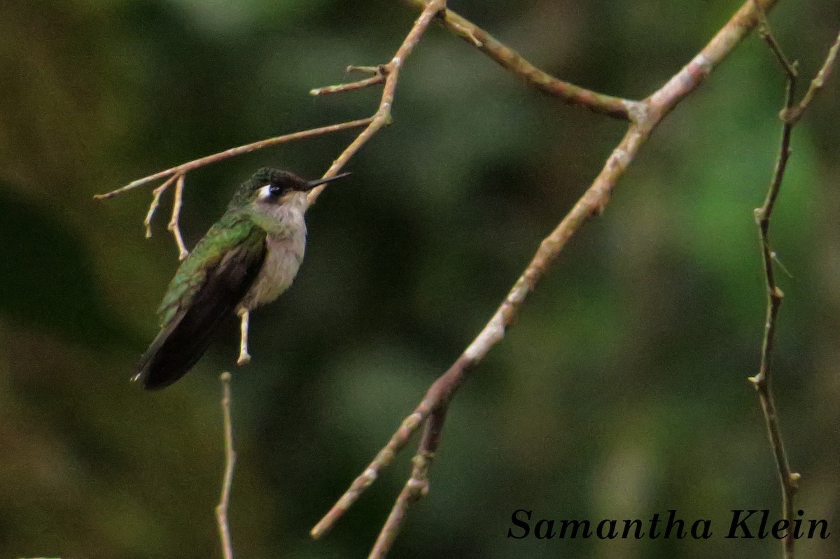 Violet-headed Hummingbird - ML206060641
