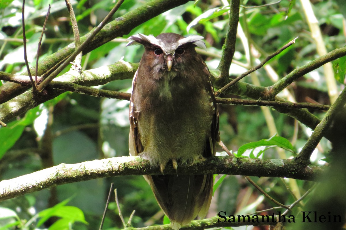 Crested Owl - ML206060651