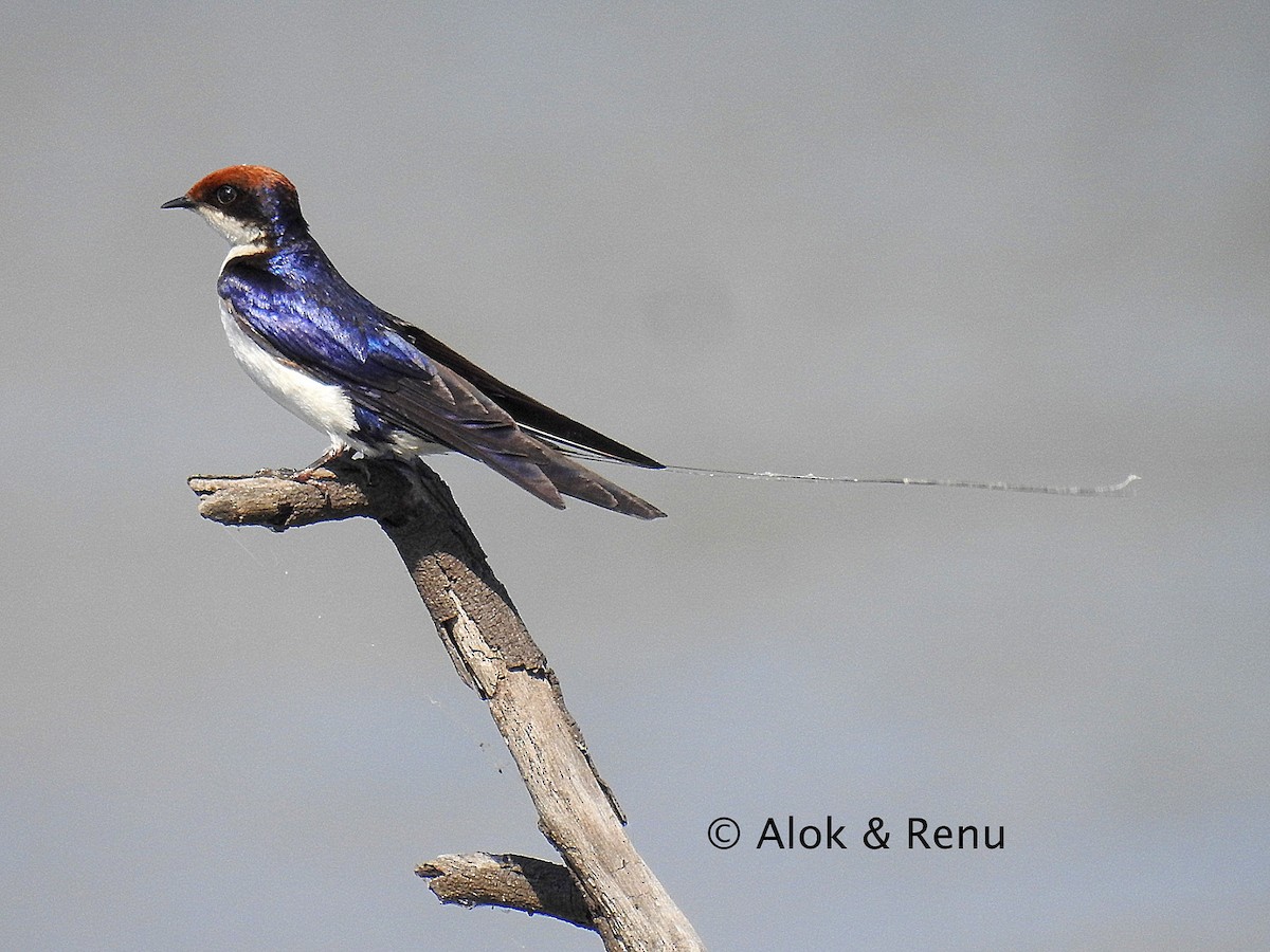 Wire-tailed Swallow - ML206060871