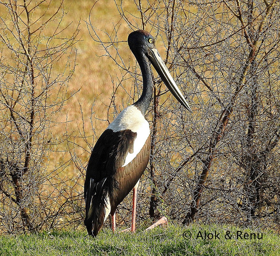 Black-necked Stork - ML206060901