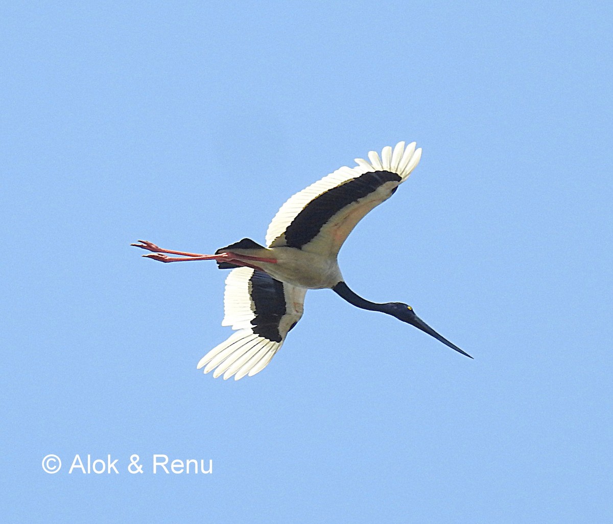 Black-necked Stork - ML206060911
