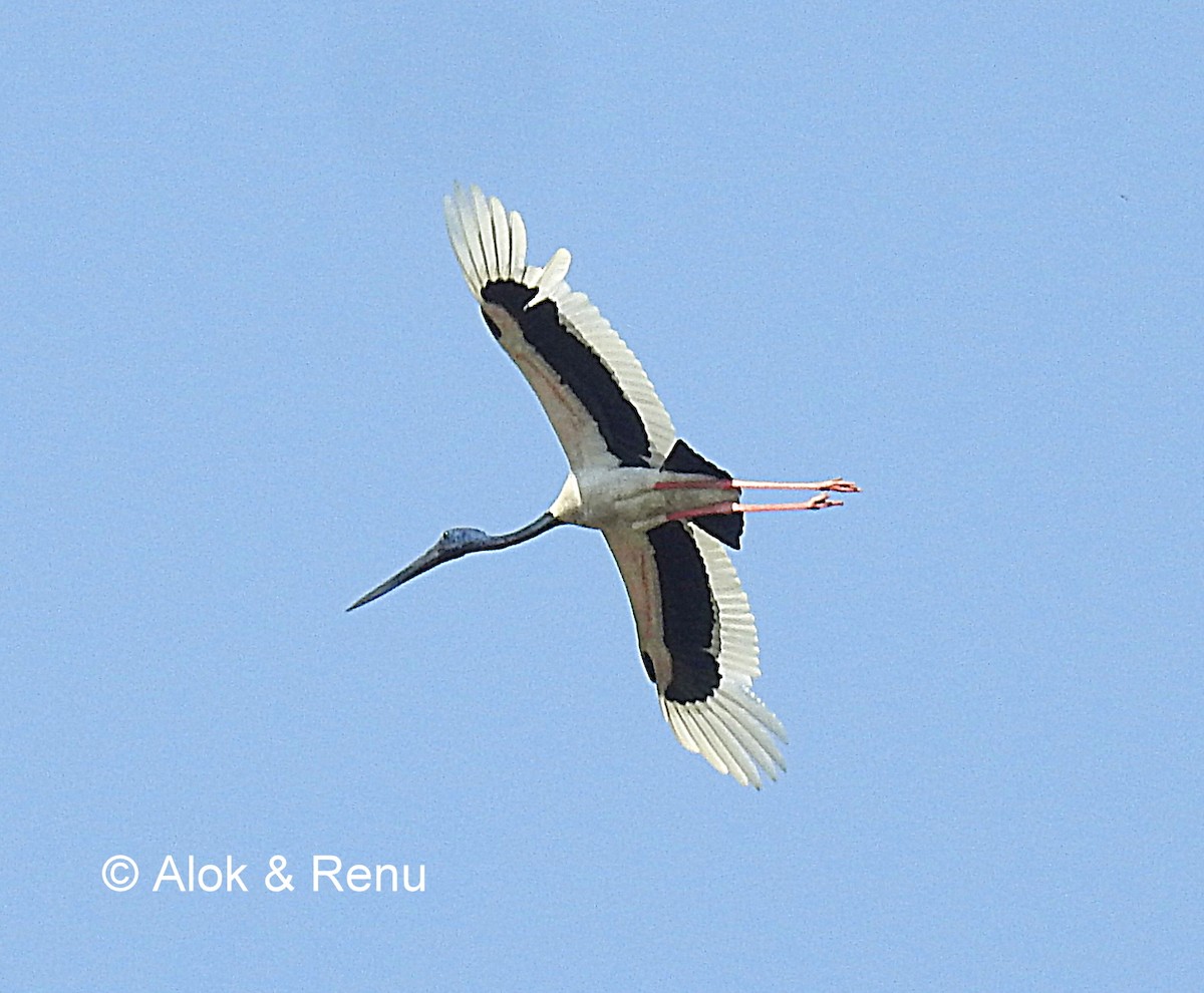 Black-necked Stork - ML206060921