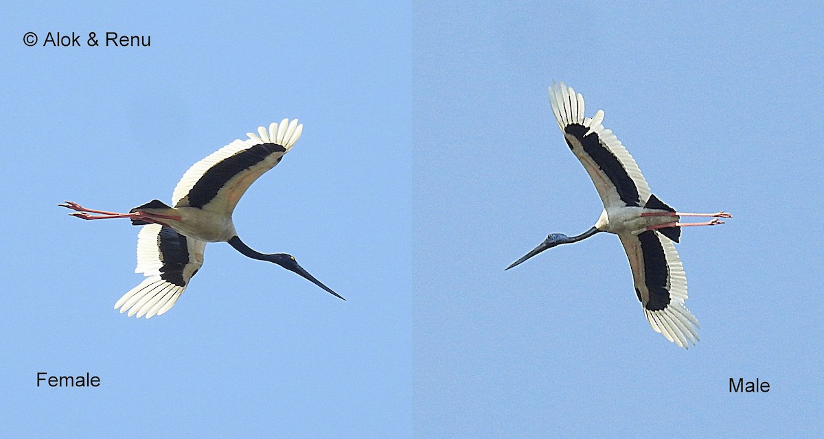 Black-necked Stork - ML206060931