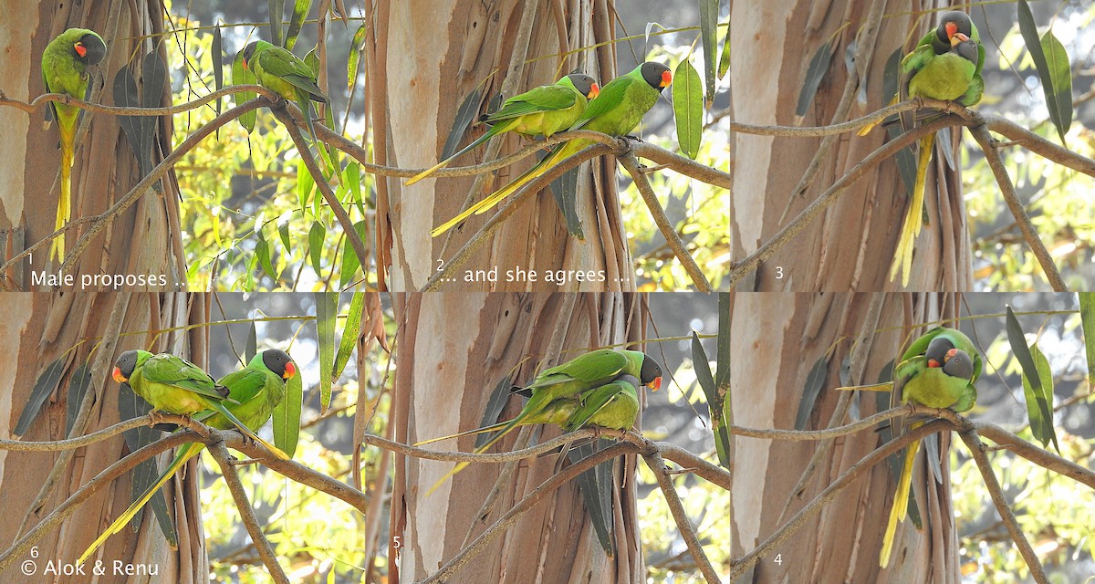 Slaty-headed Parakeet - Alok Tewari