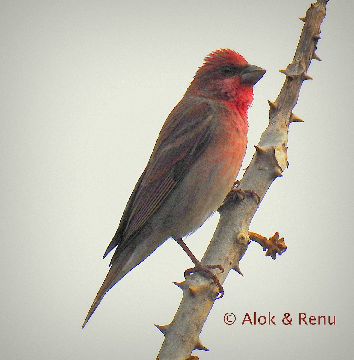 Common Rosefinch - Alok Tewari