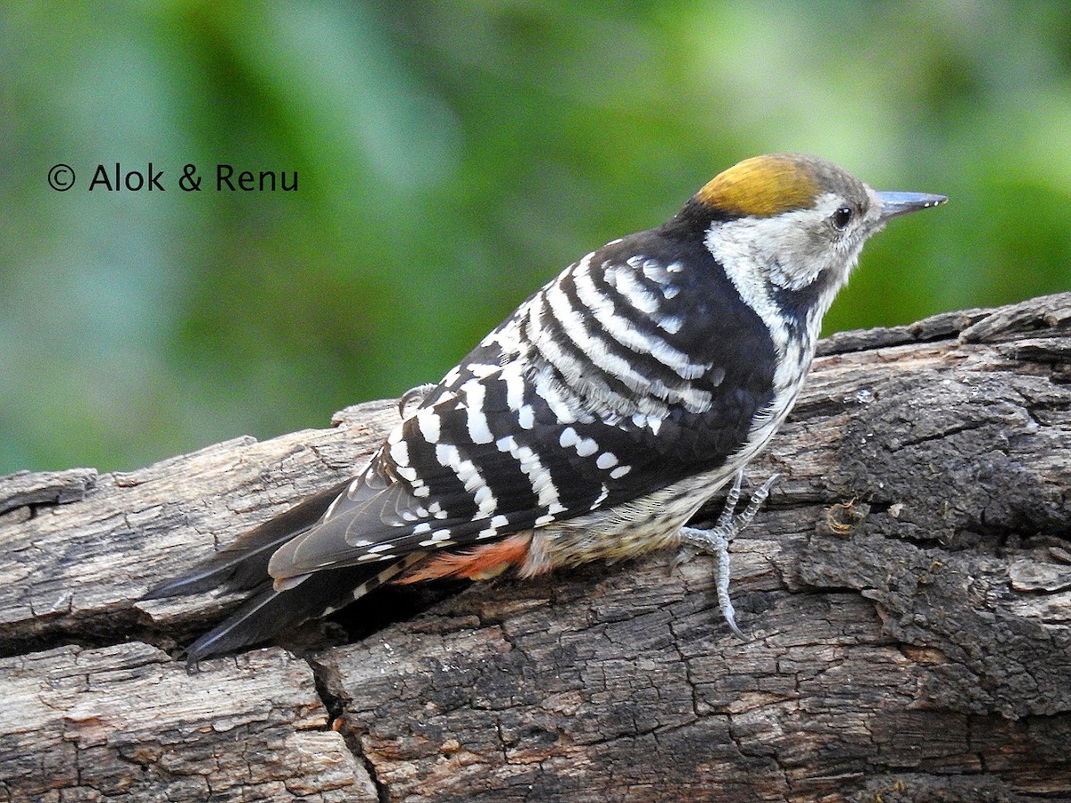 Brown-fronted Woodpecker - ML206060981