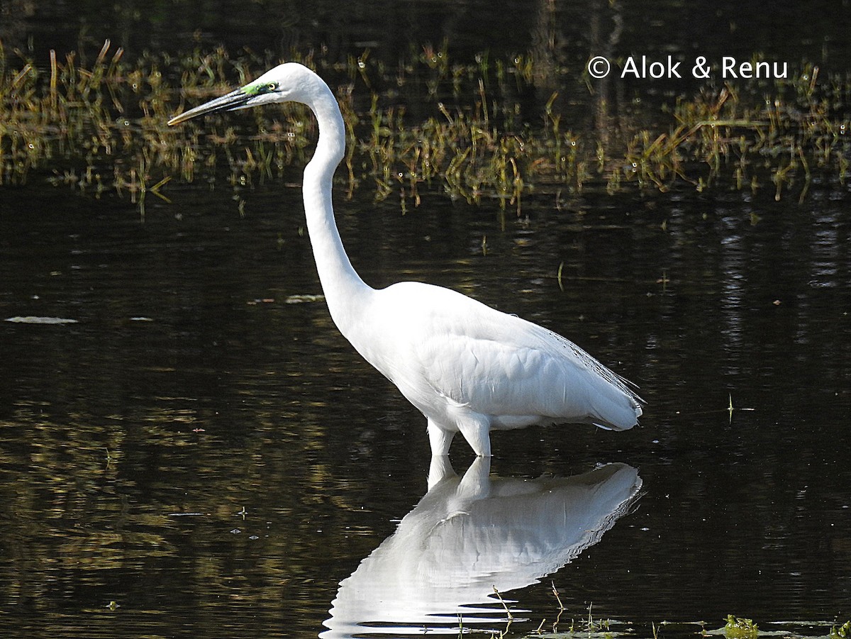Great Egret (modesta) - Alok Tewari