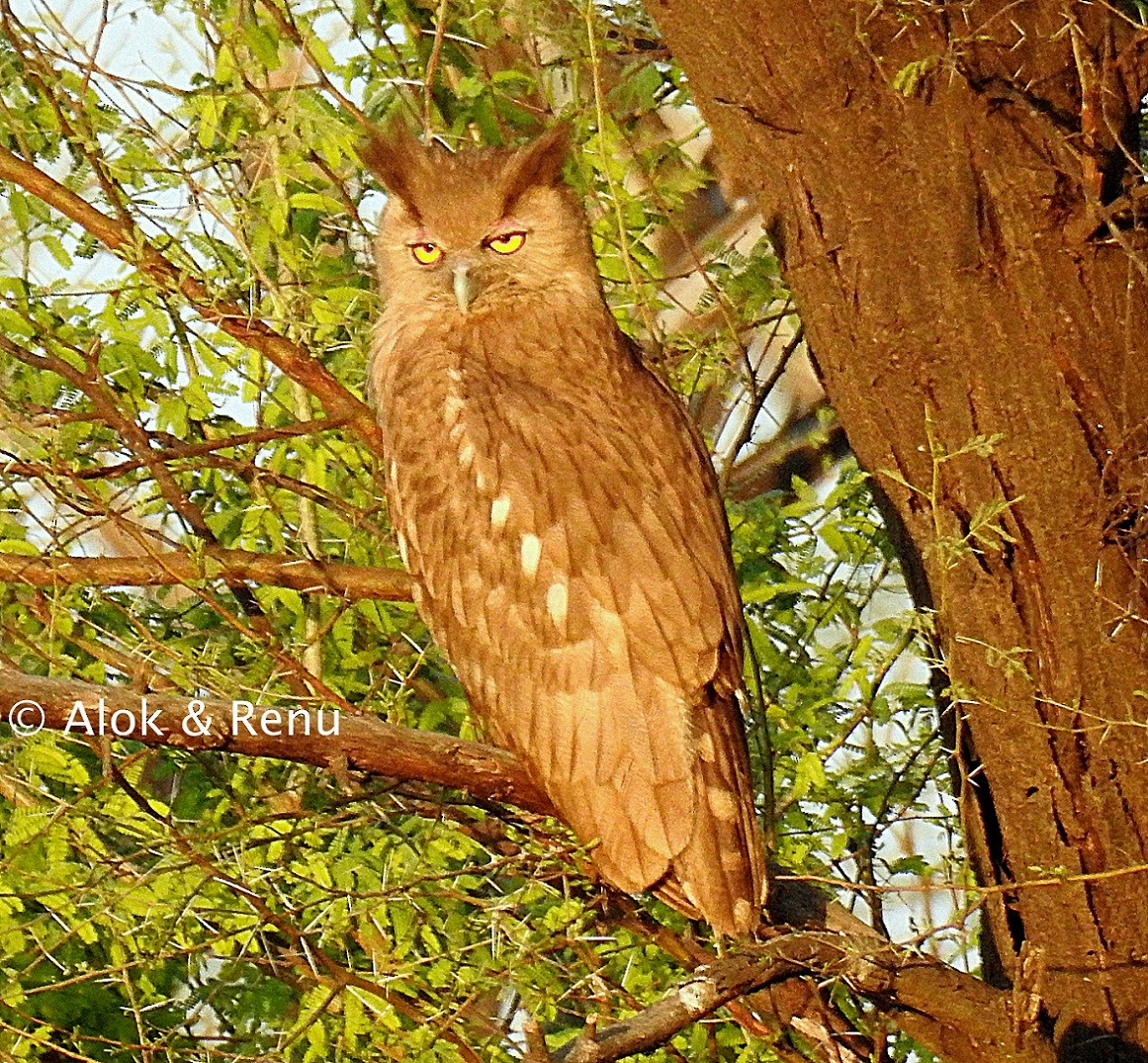 Dusky Eagle-Owl - Alok Tewari