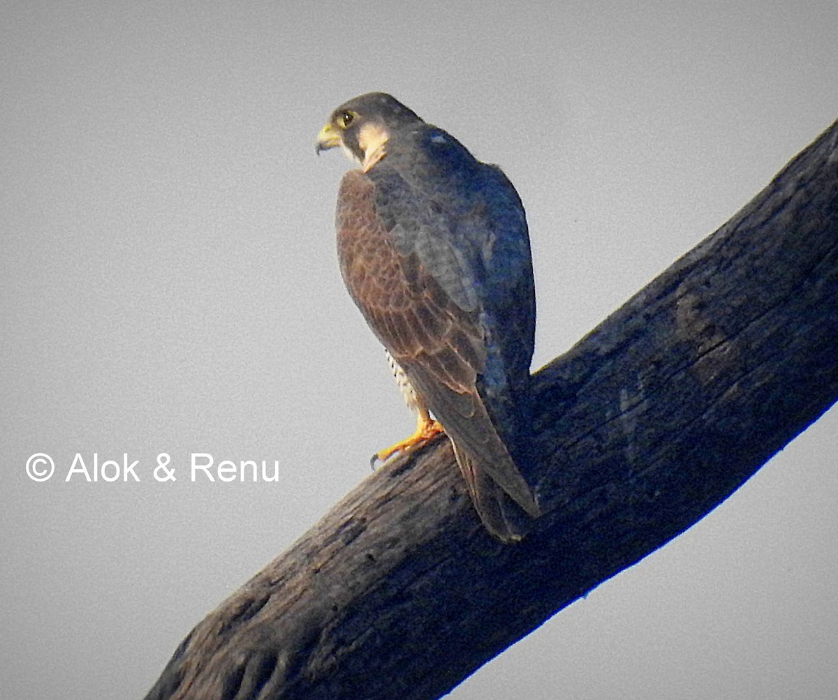 Peregrine Falcon (Eurasian) - Alok Tewari