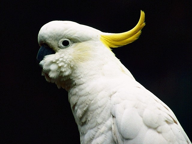 Sulphur-crested Cockatoo - David Cooper