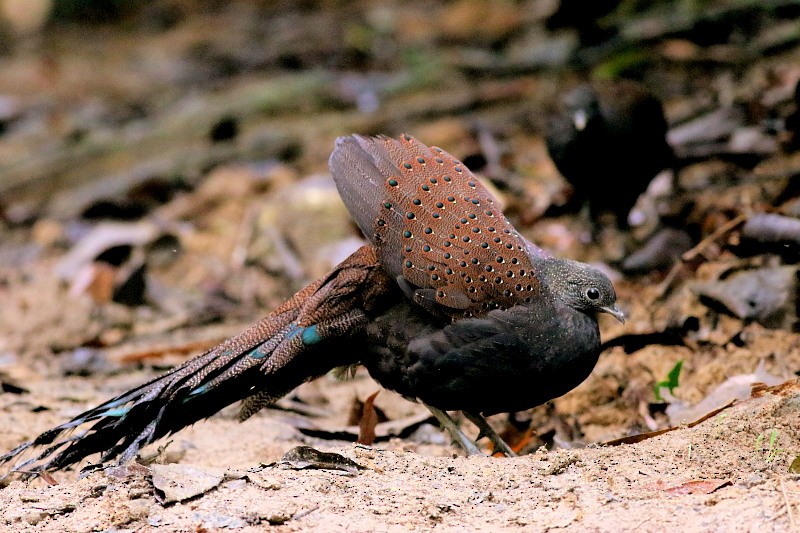 Mountain Peacock-Pheasant - ML206061871