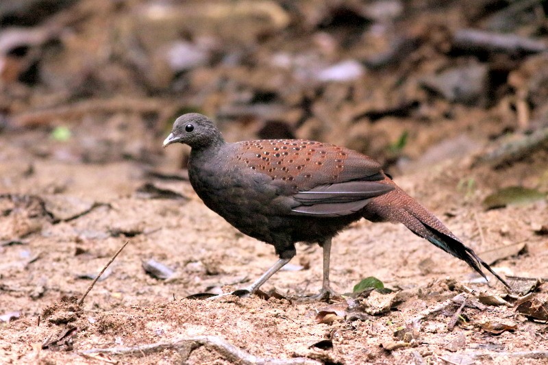 Mountain Peacock-Pheasant - David Cooper