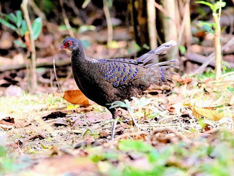 Germain's Peacock-Pheasant - David Cooper
