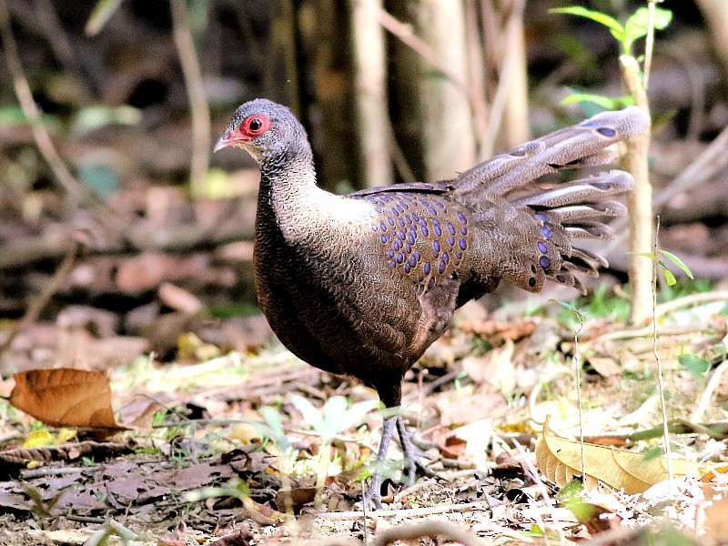 Germain's Peacock-Pheasant - ML206062141