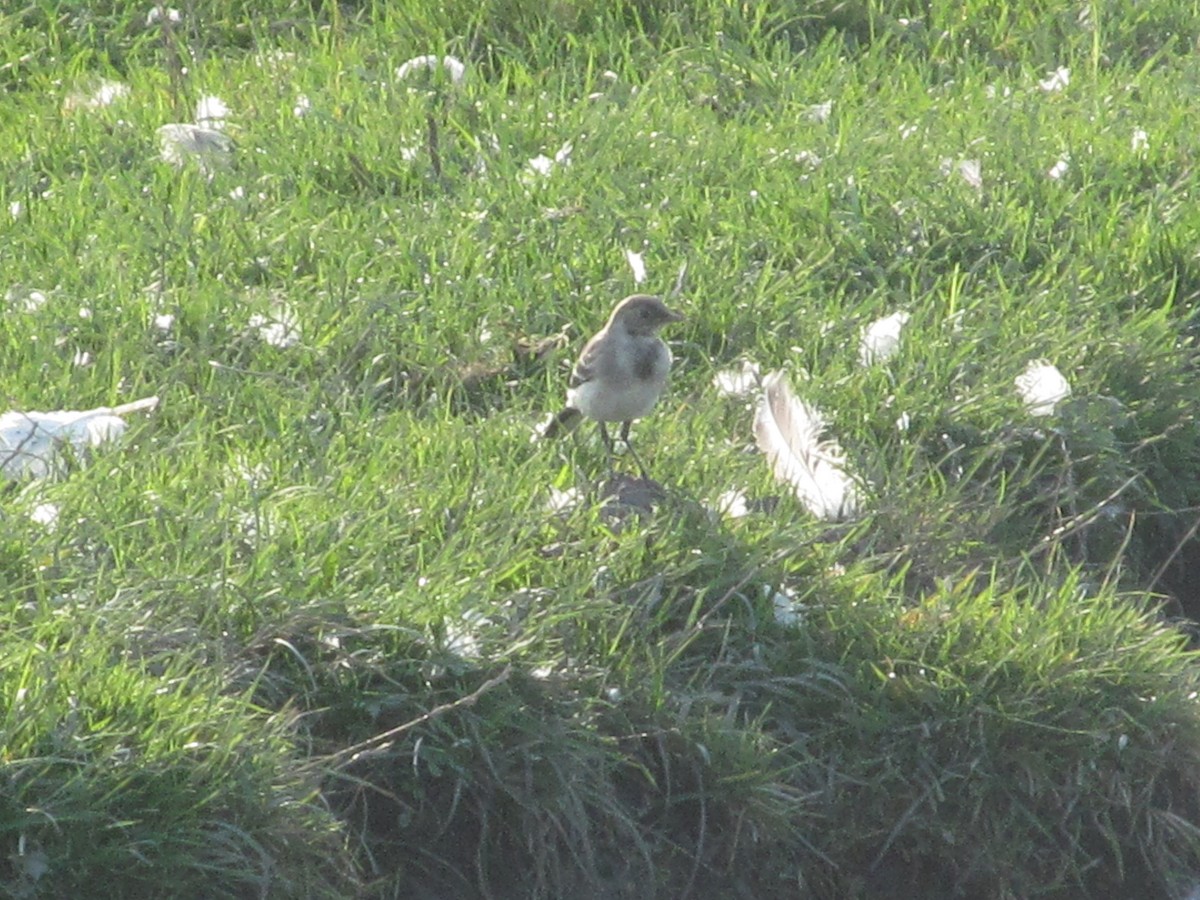 White Wagtail (White-faced) - ML206062251