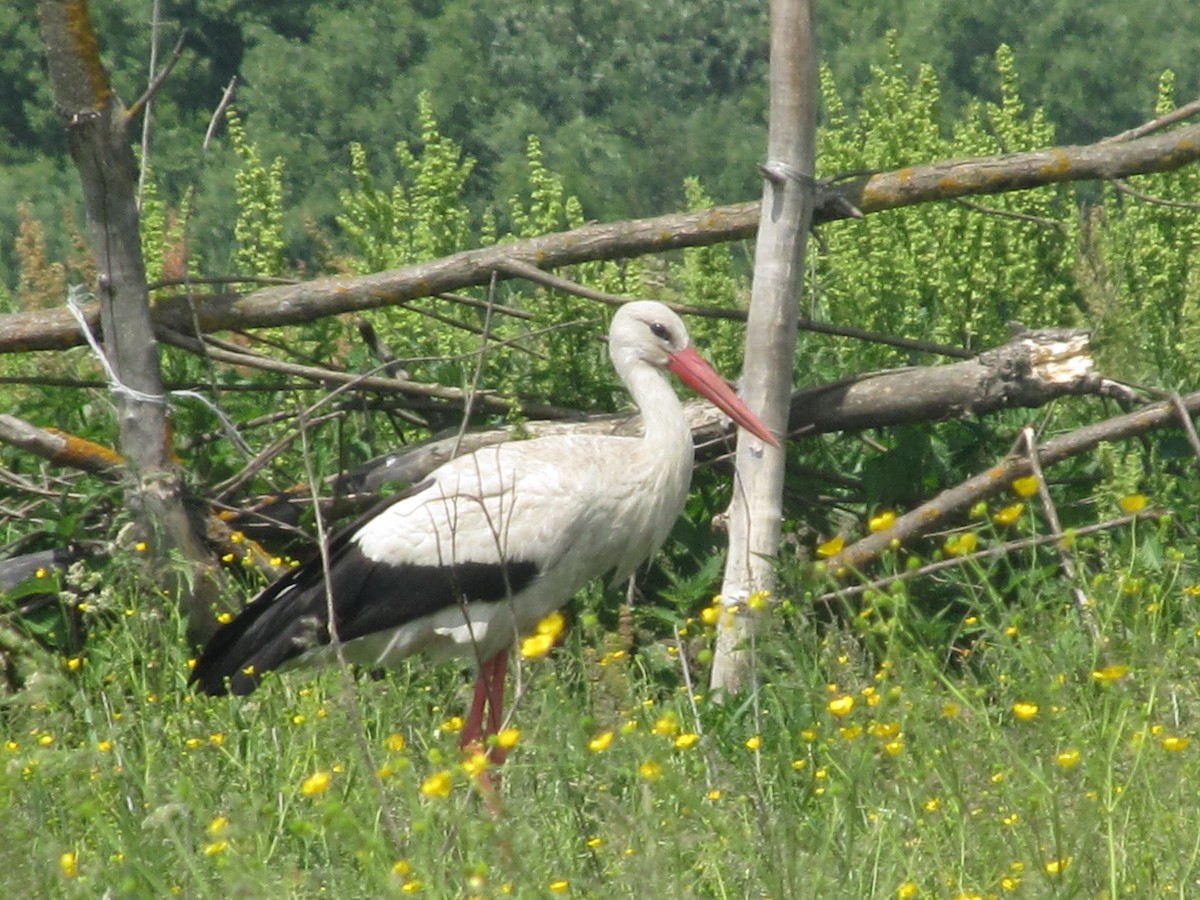 White Stork - Ruslan Mazuryk
