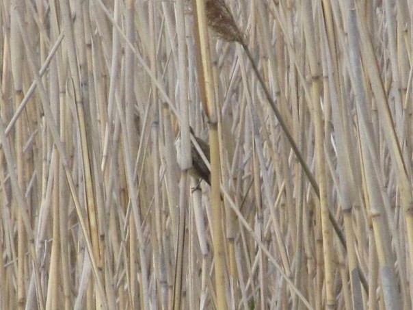 Common Reed Warbler - Ruslan Mazuryk