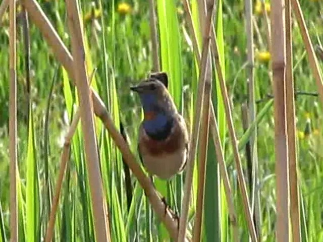 Bluethroat (Red-spotted) - ML206062771