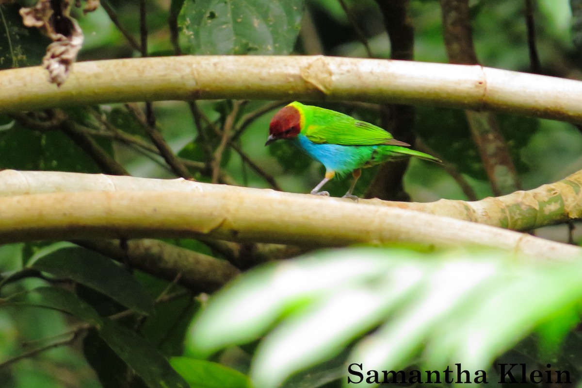 Bay-headed Tanager - ML206062891
