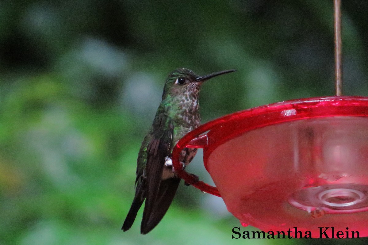 Many-spotted Hummingbird - ML206062911