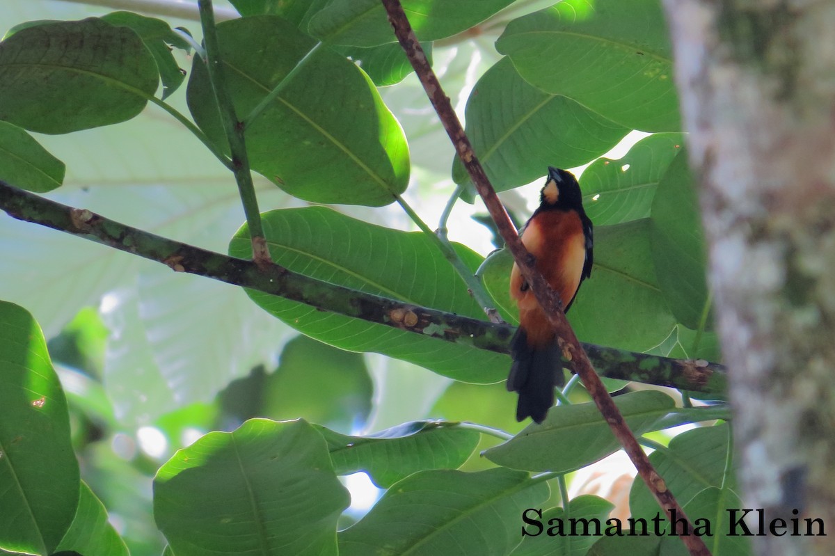 Yellow-crested Tanager - Samantha Klein
