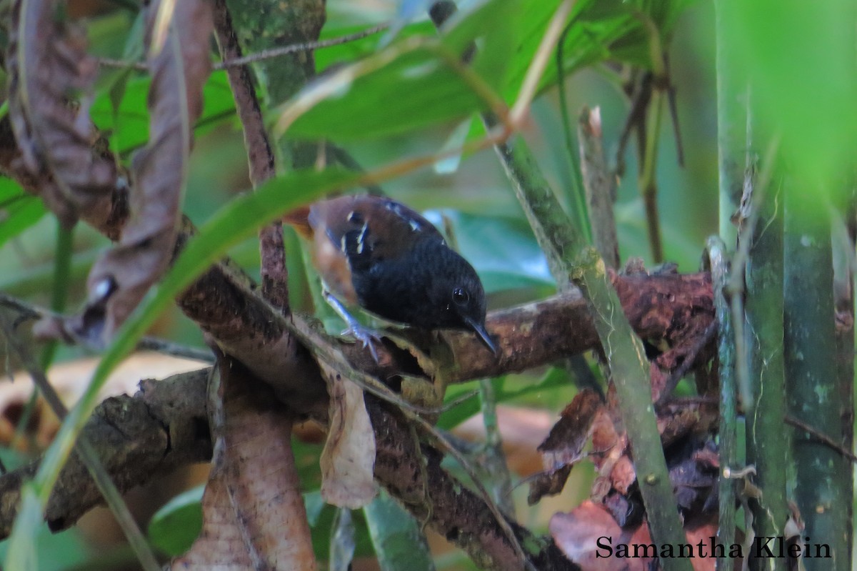 Chestnut-tailed Antbird - Samantha Klein