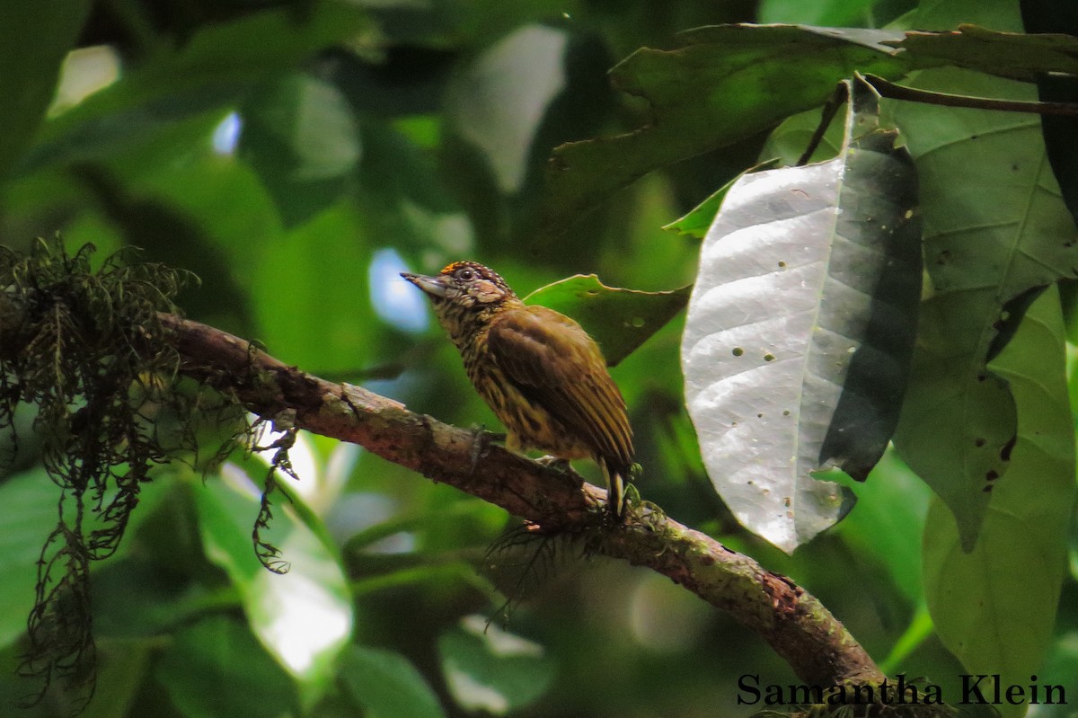 Bar-breasted Piculet - ML206063101