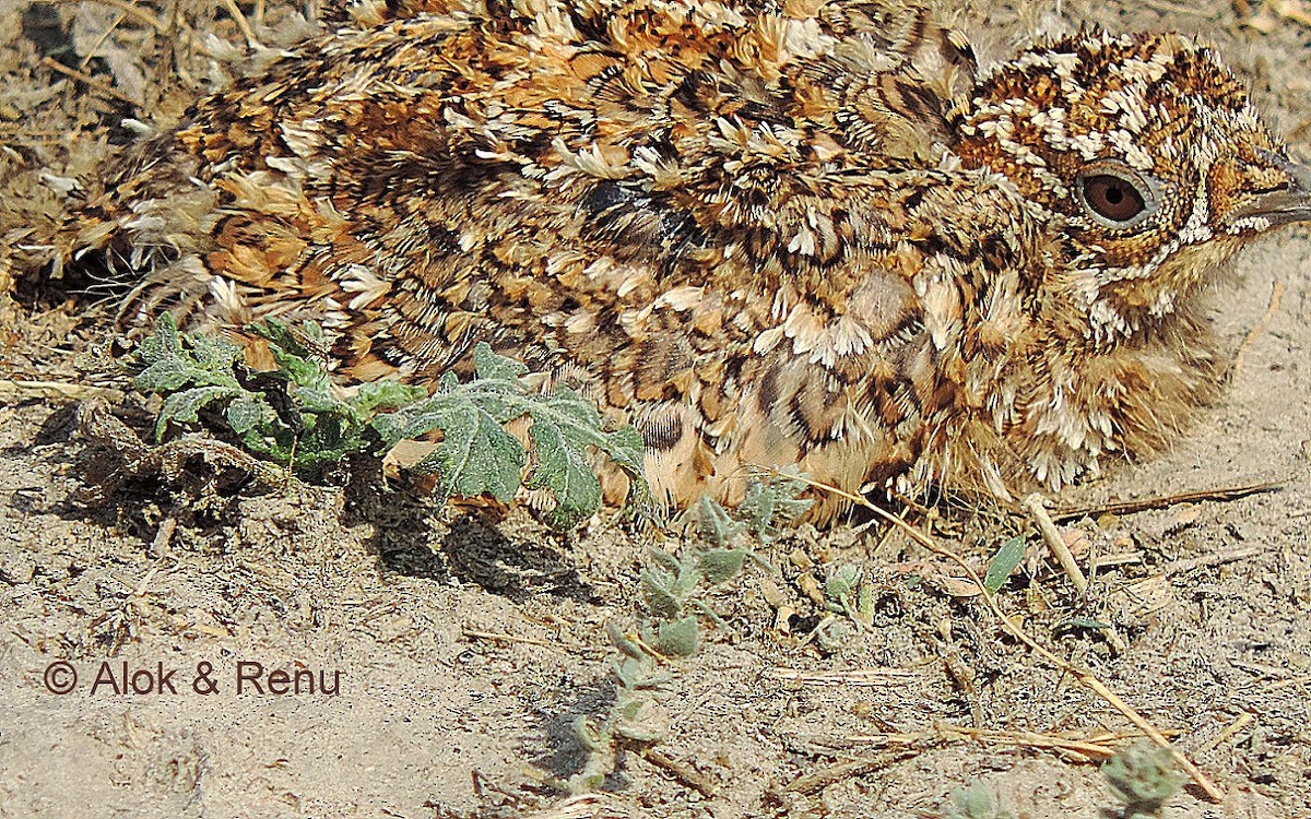 Chestnut-bellied Sandgrouse (Asian) - Alok Tewari