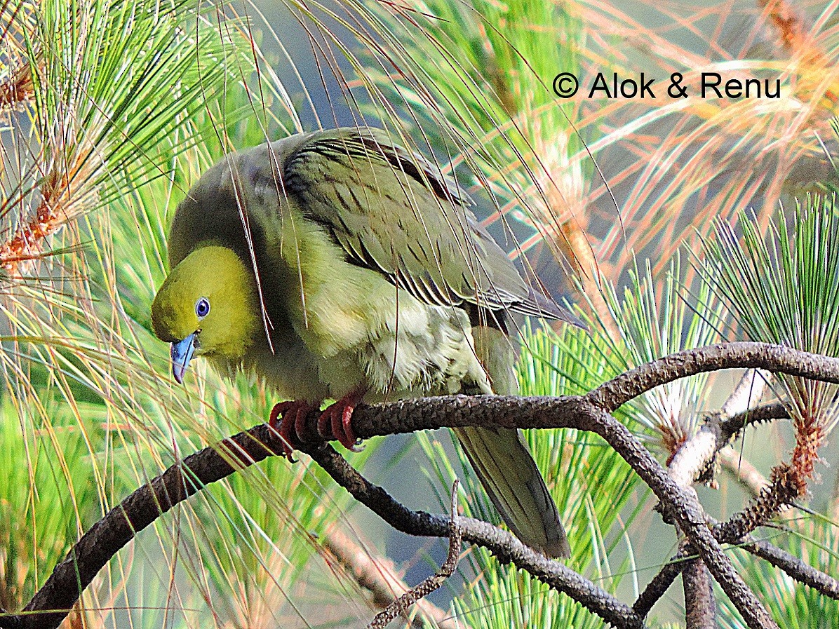 Wedge-tailed Green-Pigeon - Alok Tewari