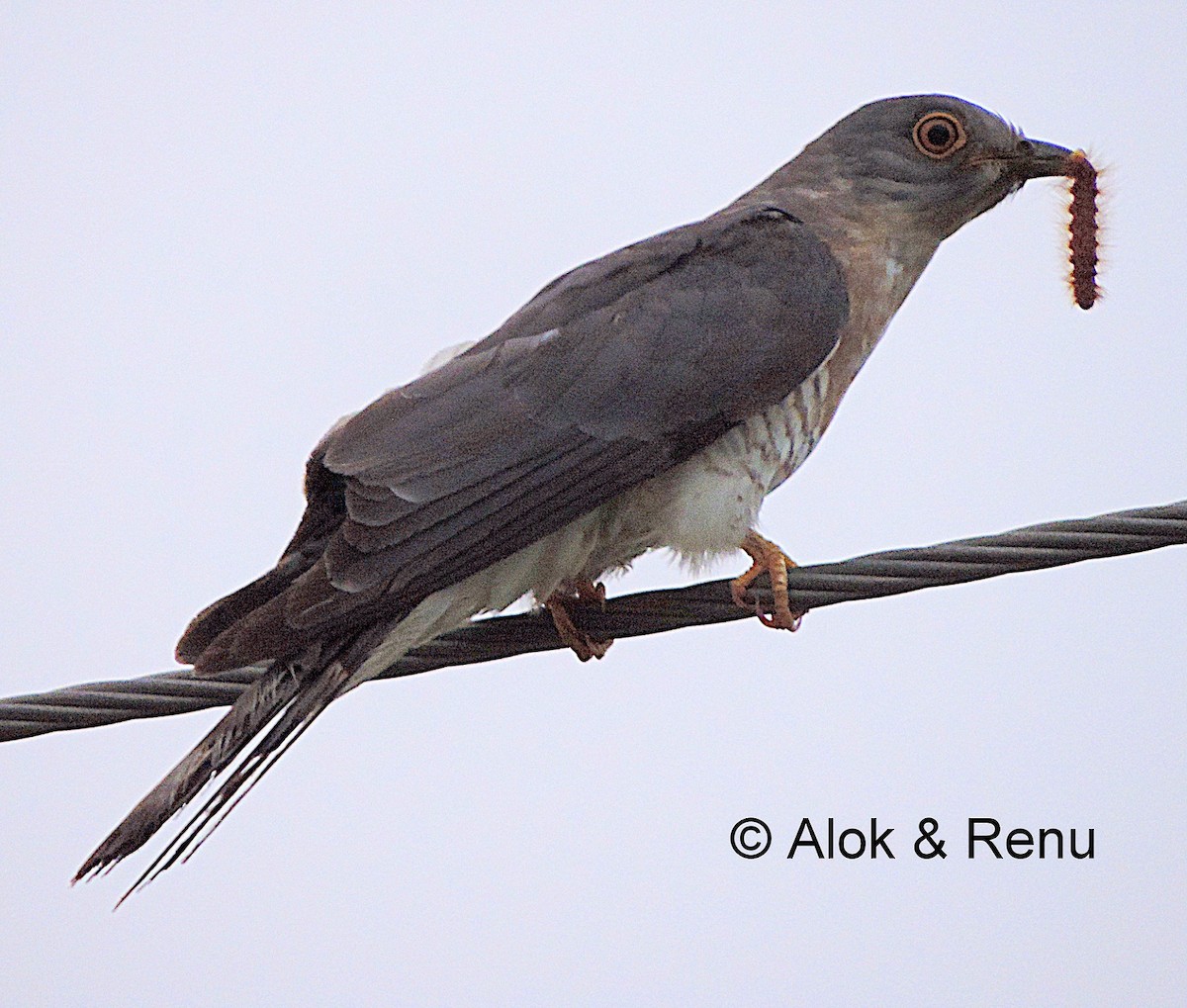 Common Hawk-Cuckoo - Alok Tewari