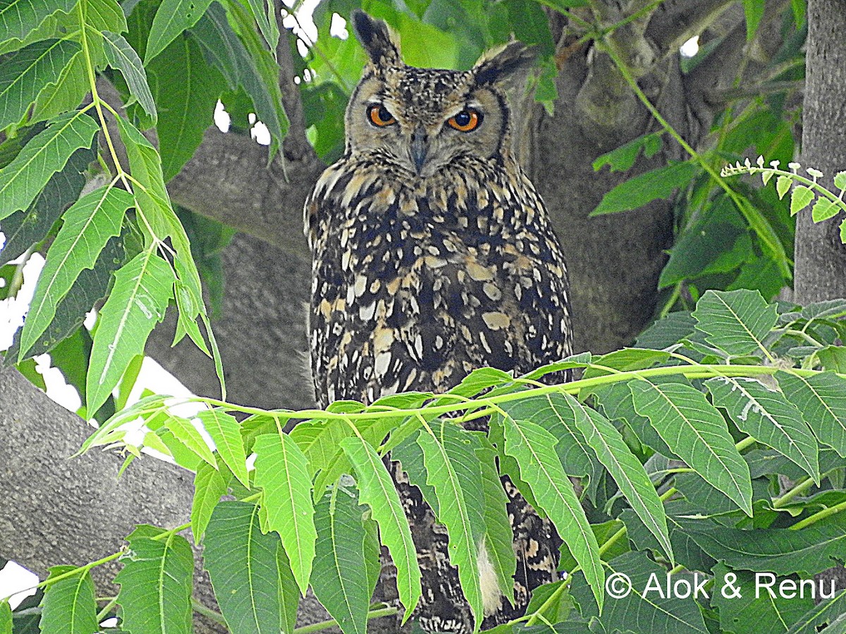 Rock Eagle-Owl - Alok Tewari