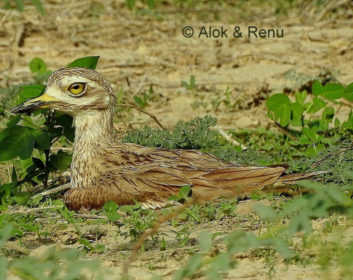 Indian Thick-knee - ML206063771