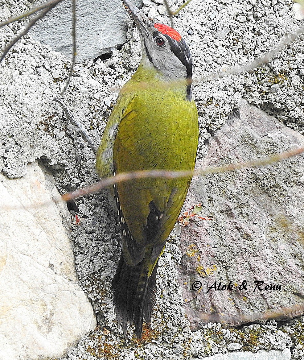 Gray-headed Woodpecker (Black-naped) - Alok Tewari