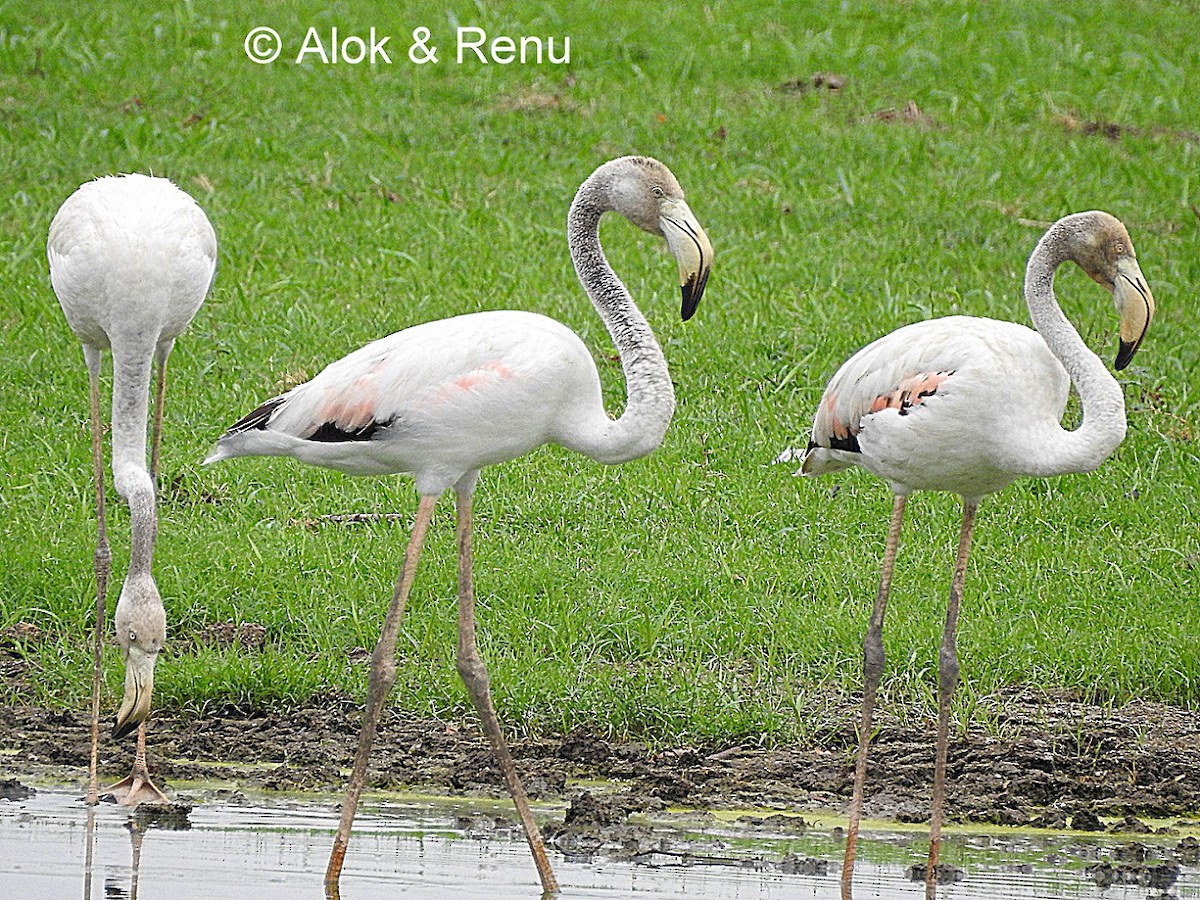 Greater Flamingo - Alok Tewari