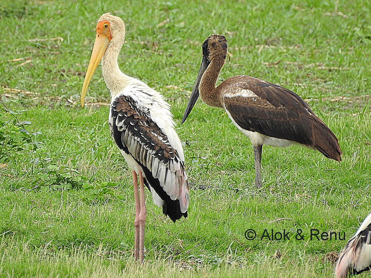 Black-necked Stork - ML206063951