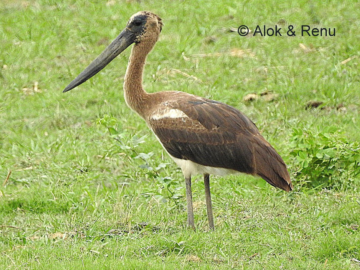 Black-necked Stork - ML206063961
