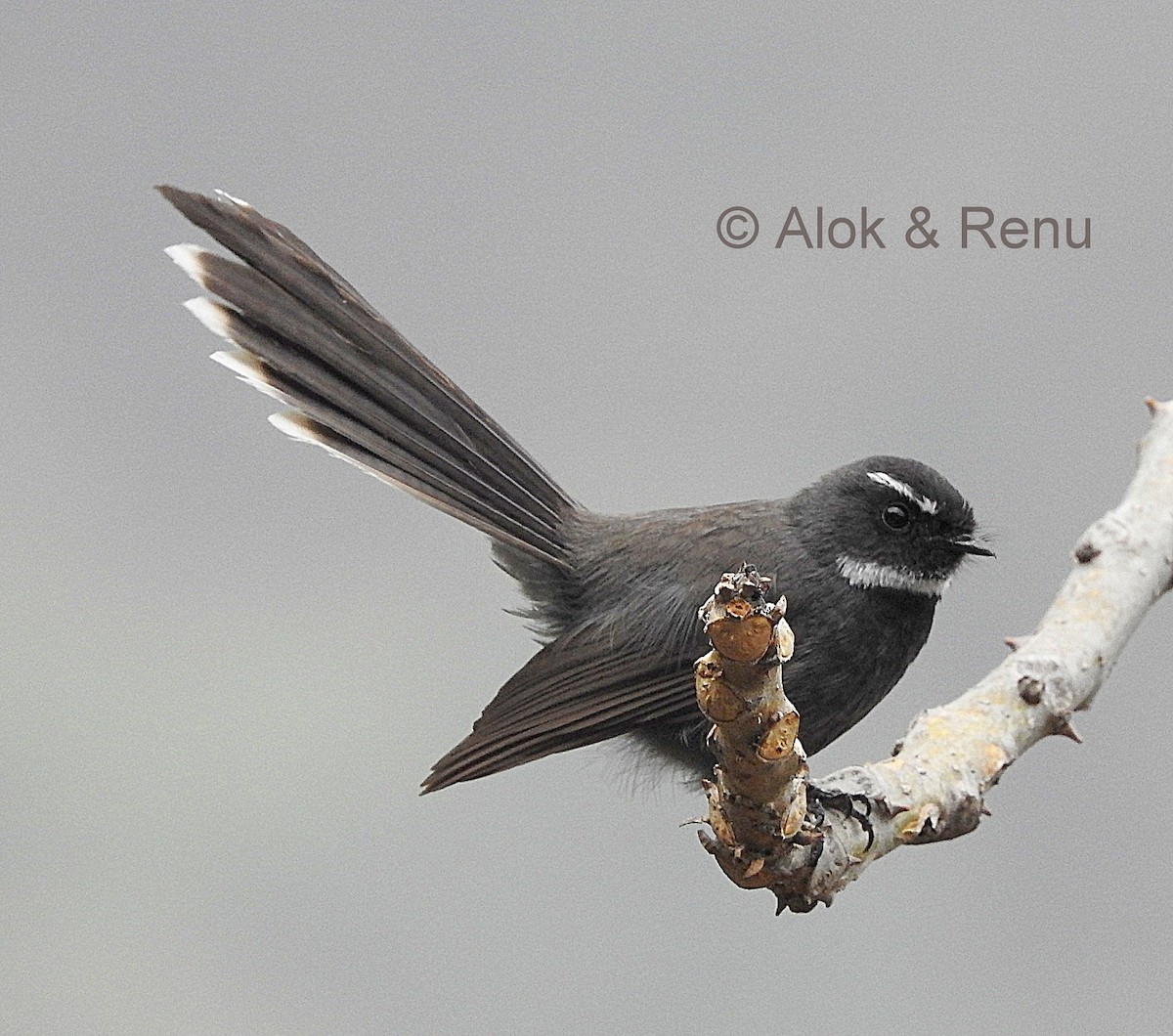 White-throated Fantail - ML206064011