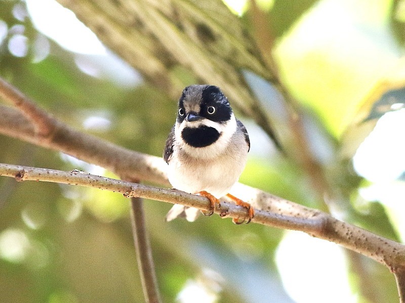 Black-throated Tit (Gray-crowned) - David Cooper