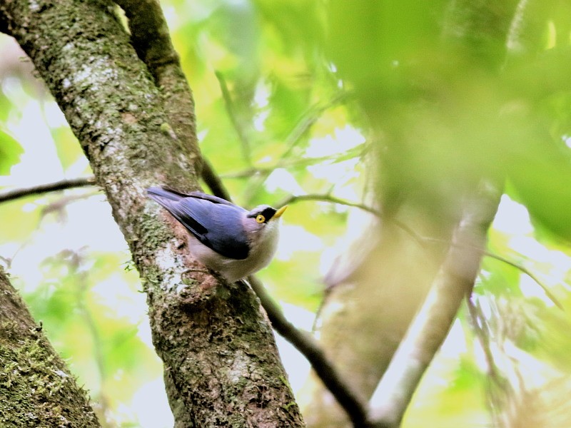 Yellow-billed Nuthatch - David Cooper