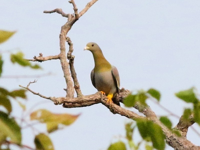 Yellow-footed Green-Pigeon - David Cooper