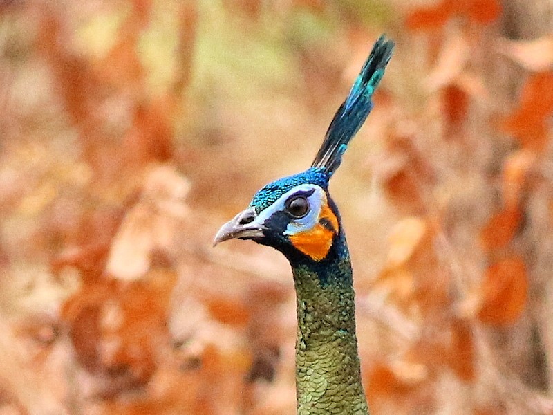 Green Peafowl - David Cooper