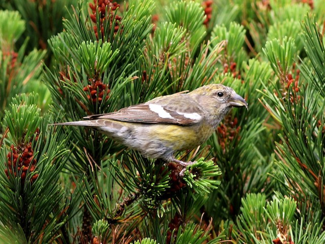 ナキイスカ Bifasciata Ebird