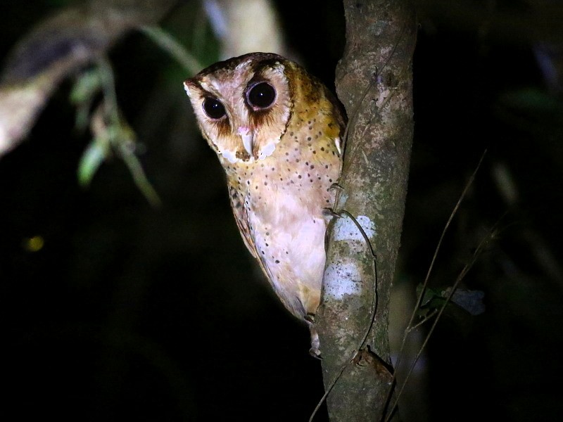 Sri Lanka Bay-Owl - David Cooper