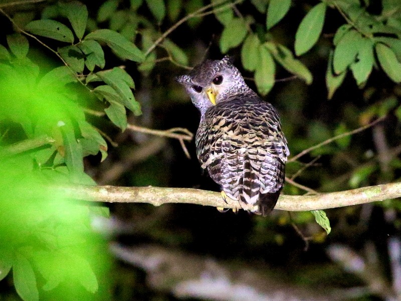 Spot-bellied Eagle-Owl - David Cooper