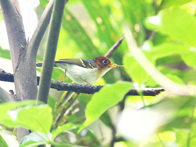Sunda Warbler (Sumatran) - ML206064851