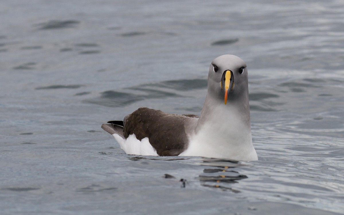 Gray-headed Albatross - ML20606491
