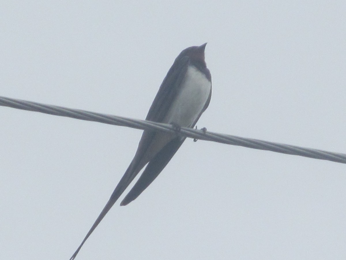 Barn Swallow (White-bellied) - ML206065371