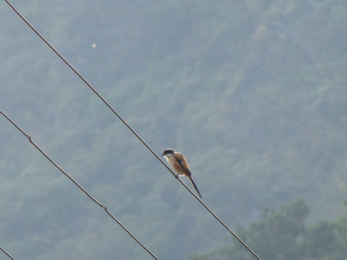 Long-tailed Shrike - ML20606541